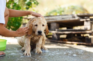 Bathing for Puppy Golden retriever.