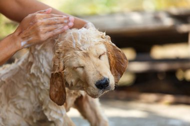 Bathing for Puppy Golden retriever.