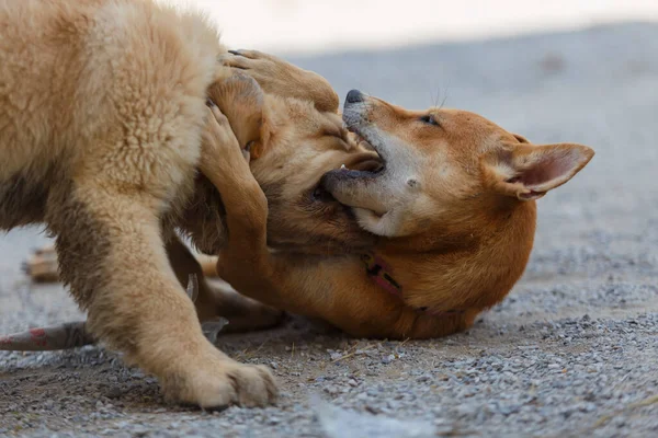 Two dogs are playing and fighting on ground floor.