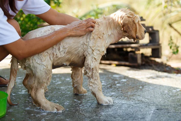 Bathing for Puppy Golden retriever.