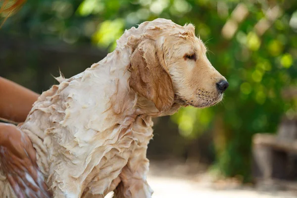 Bathing for Puppy Golden retriever.