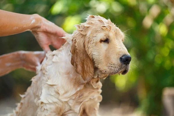 Bathing and massage for Puppy Golden retriever.