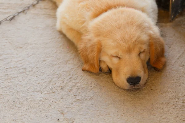 Puppy Golden Retriever Sleeping Play — Fotografia de Stock