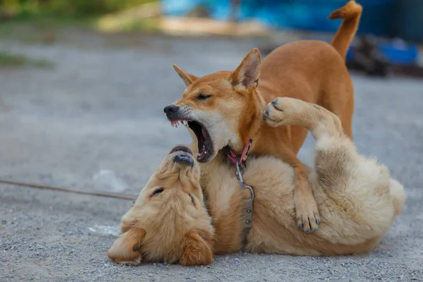 Two Dogs Playing Fighting Ground Floor Obrazy Stockowe bez tantiem