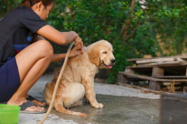 A happy moment for Golden retriever between bathing.
