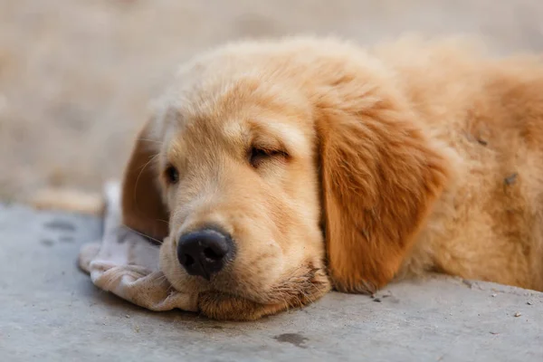 Lonely Puppy Golden Retriever Lay Ground — Fotografia de Stock
