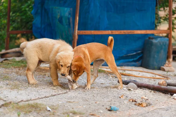 Две Собаки Играют Дерутся Первом Этаже — стоковое фото