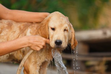 A happy moment for Golden retriever between bathing.
