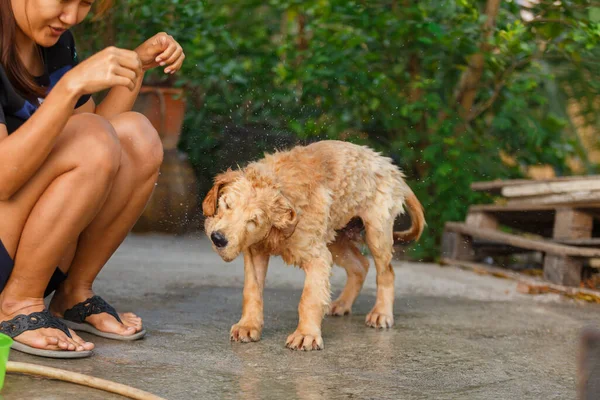 A Golden retriever's shaking its fur between bathing.