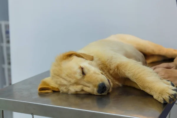 A Sick Puppy golden retriever sleeping on stainless table between taking medicine in pet clinic.