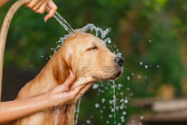 A happy moment for Golden retriever between bathing.