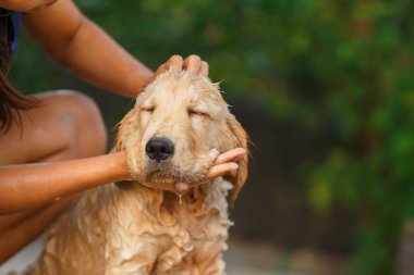 A happy moment for Golden retriever between bathing.