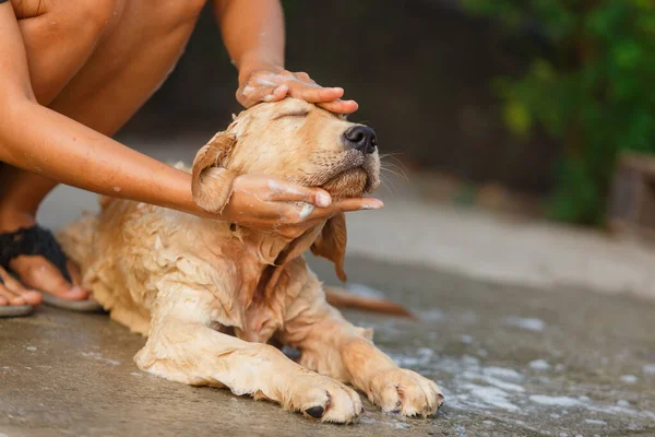 A happy moment for Golden retriever between bathing.