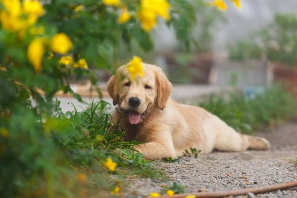 A little puppy golden retriever lay down for waiting his owner.