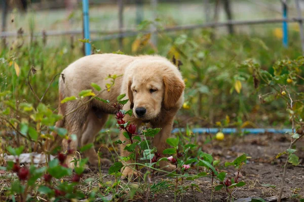 A little puppy golden retriever's grass field survey.