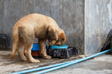 A little puppy golden retriver drink and try to play water.