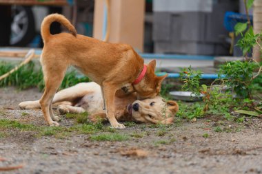 Two little dog playing and fighting