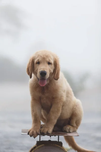 Puppy Golden Retreiver Sitting Scales — стоковое фото