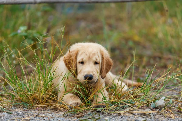 Little Puppy Golden Retriever Lay Waiting His Owner — Stock Photo, Image