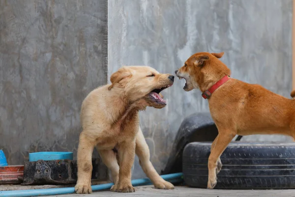 Two Little Dog Playing Fighting — Fotografia de Stock