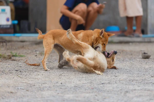 Two Little Dog Playing Fighting — Fotografia de Stock
