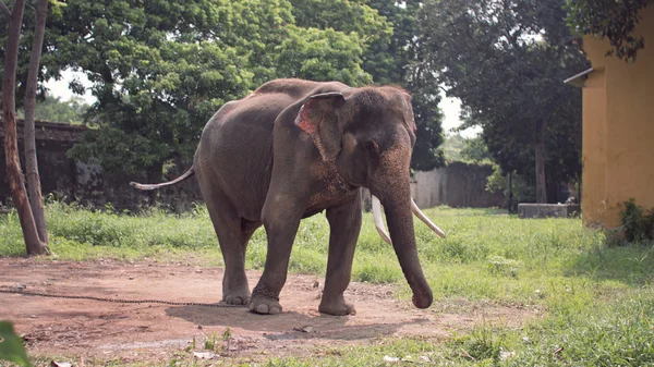 Láncolt elefánt Stock Kép