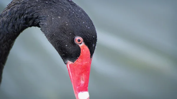 Close up van zwarte zwaan — Stockfoto