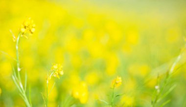 Sarı ve yeşil renkler. Görüntü. Geniş format, tasarım için boş alan. Baş pankart konsepti. Tasarımınız için boş alan