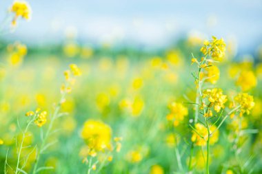 Sarı ve yeşil renkler. Görüntü. Tasarım için boş yer. Baş pankart konsepti. Tasarımınız için arkaplan
