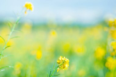 Sarı ve yeşil renkler. Görüntü. Tasarım için boş yer. Baş pankart konsepti. Tasarımınız için arkaplan