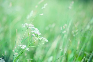 Yeşil çayır arka planına karşı şemsiye bitkisinin beyaz çiçeği. Yumuşak doğal renkler