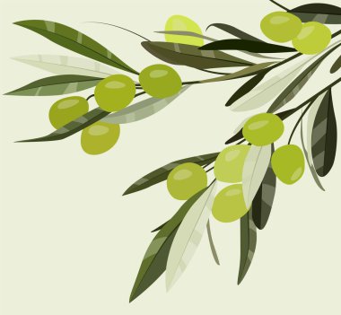 Vektör düz çizim. Yapraklı bir dalda yeşil zeytin. Organik ürün. Kartlar, posterler, arka planlar, şablonlar, tekstil, menüler, pankartlar, tişörtler, arka planlar için tasarım.