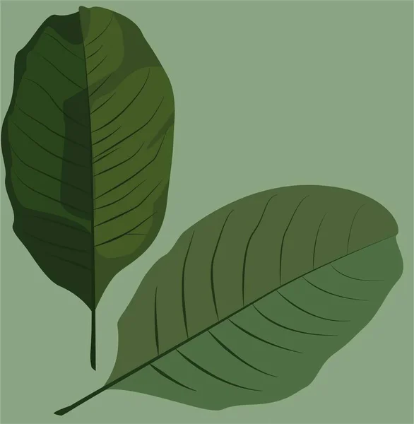 Две Зеленые Листья Светлом Фоне Векторная Плоская Иллюстрация Светлых Цветах — стоковый вектор