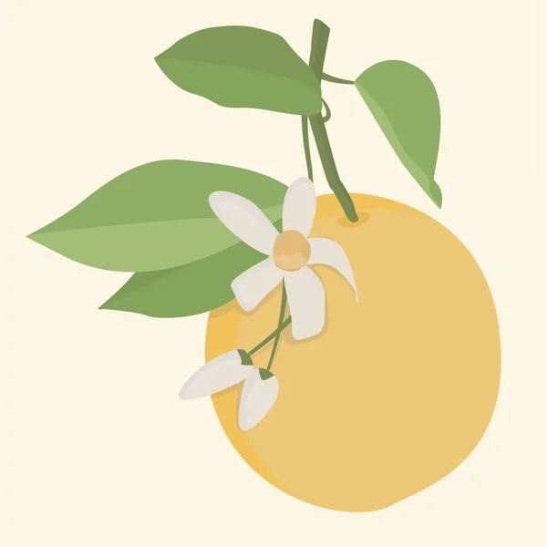 Naranja Con Follaje Verde Flor Ilustración Plana Vectorial Fruta Imagen — Vector de stock