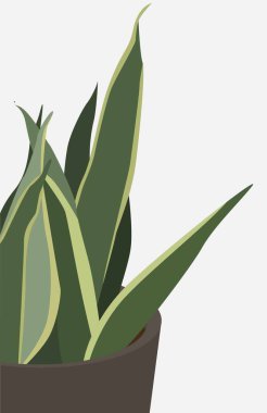 Gri bir kaptaki kapalı bir bitkinin vektör görüntüsü. Uzun yapraklı yeşil bitki. Çağdaş bir bitki tasviri. Kartlar, posterler, şablonlar, arka planlar, tekstil tasarımları