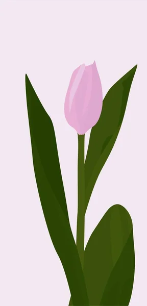 Vektorlapos Kép Egy Tulipánról Rózsaszín Tulipán Zöld Levelekkel Élénk Flóra — Stock Vector