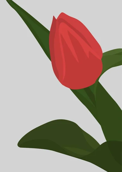 Yeşil yapraklı kırmızı lalenin düz görüntüsü. Açık gri arka planda parlak renkli flora resmi. Kartpostallar, posterler, arka planlar, şablonlar, tekstil için tasarım.
