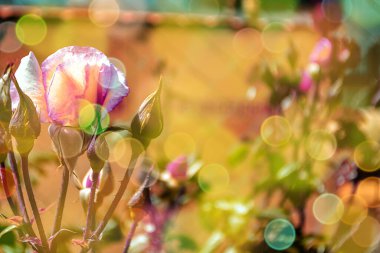 Yumuşak, ılık, bahar, doğal arka plan, belirgin bokeh ve bulanık.