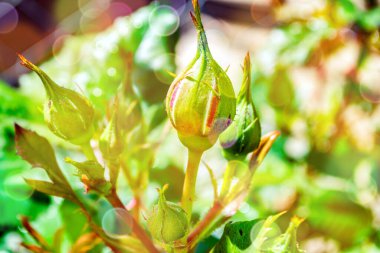 Yumuşak, ılık, bahar, doğal arka plan, belirgin bokeh ve bulanık.