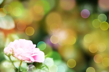Yumuşak, ılık, bahar, doğal arka plan, belirgin bokeh ve bulanık.