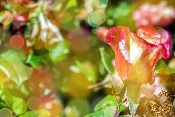 Natureza Quente Suave Primavera Fundo Natural Com Bokeh Pronunciado Borrão — Fotografia de Stock