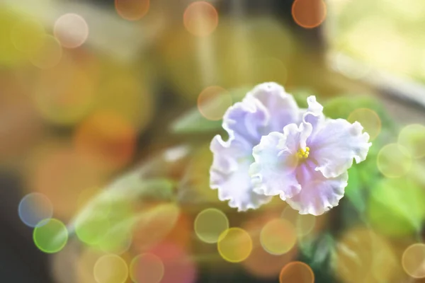 Soft Warm Nature Spring Natural Background Pronounced Bokeh Blur — Stock Photo, Image
