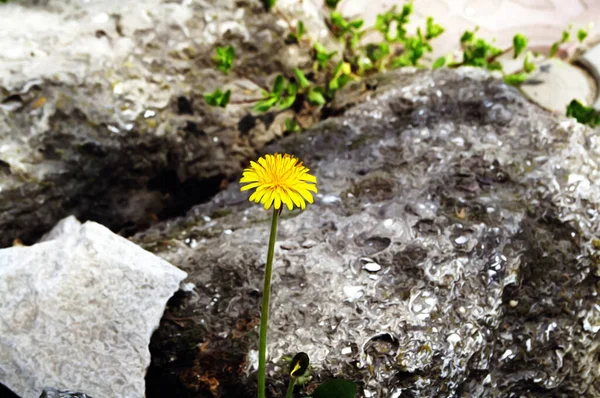 灰色の石の背景に黄色のタンポポの花と芸術的な現実的なイラスト 大自然の花のクローズアップ風景 — ストック写真