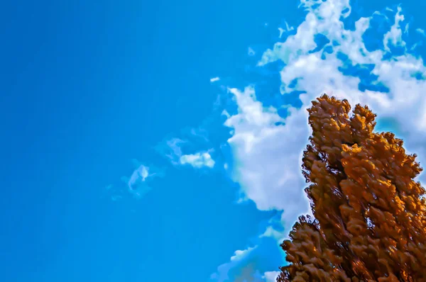 Художня Реалістична Ілюстрація Тонованого Дизайну Природного Квіткового Фону Красивими Деревами — стокове фото