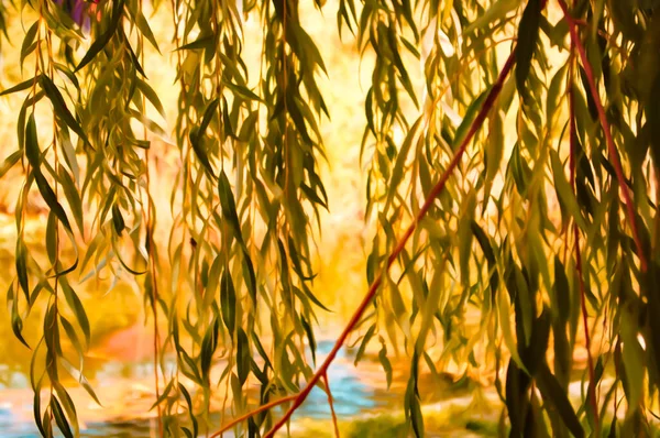 Художня Реалістична Ілюстрація Тонованого Природного Квіткового Фону Красивими Гілками Верби — стокове фото