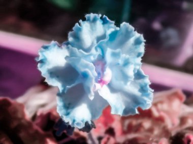 Güzel menekşe çiçekli doğal çiçek arkaplanının sanatsal gerçekçi çizimi