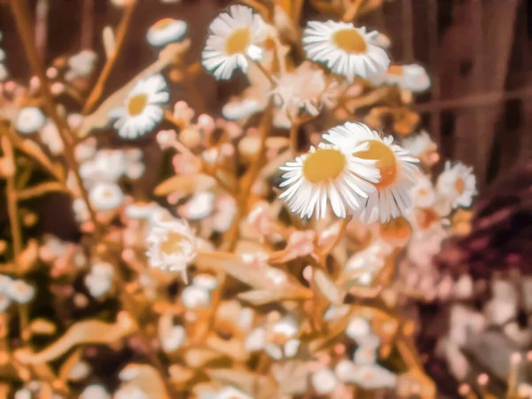 美しいカモミールの花とトーンの自然な花の背景の芸術的な現実的なイラスト — ストック写真