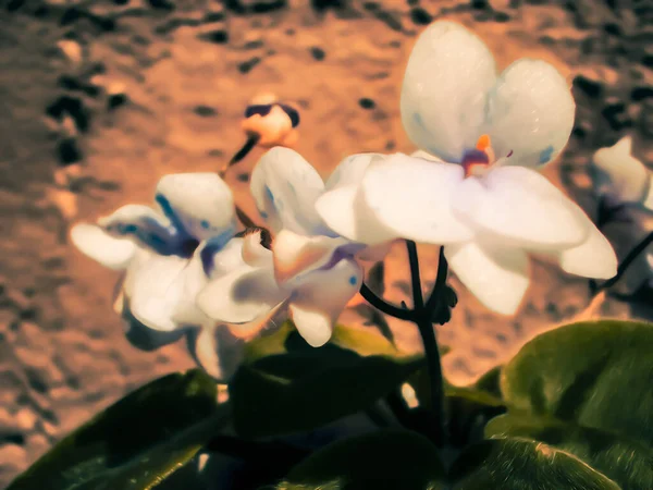 Konstnärlig Realistisk Illustration Tonad Naturlig Blommig Bakgrund Med Vackra Violetta — Stockfoto