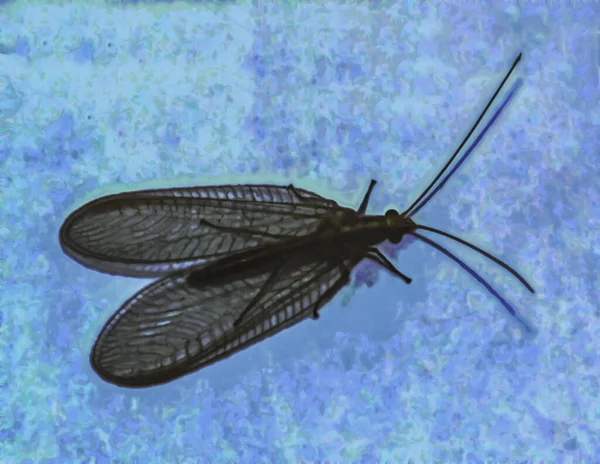 Artistieke Realistische Illustratie Van Silhouet Van Een Chrysoperla Carnea Insect — Stockfoto