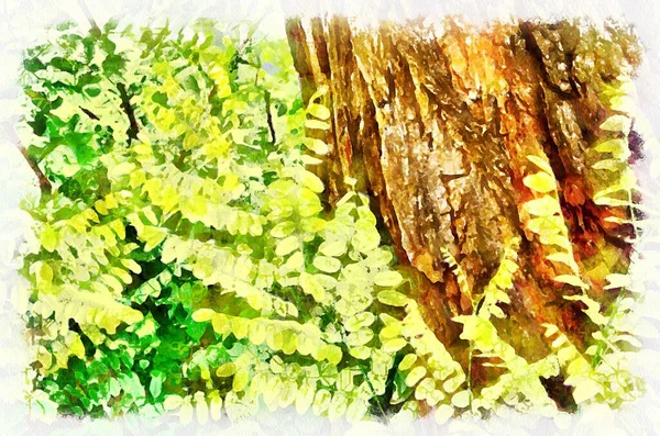 Watercolor Painting Acacia Tree Modern Digital Art Imitation Hand Painted — Foto de Stock